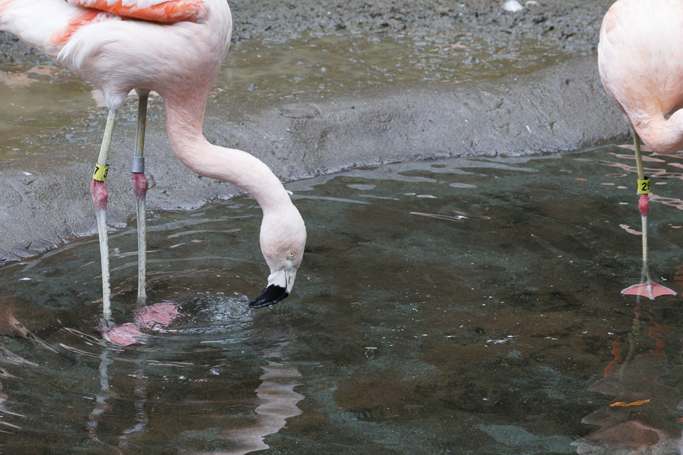 Woodland Park Zoo — photo 31